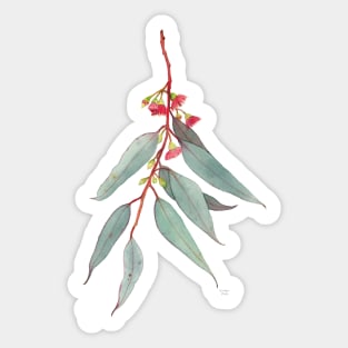 Red Flowering Gum Blossom Sticker